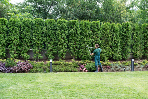 Best Lawn Pest Prevention  in Riverdale, IL